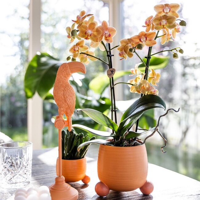 Oranje Phalaenopsis Orchidee - Rolling Peach Pot - Kolibri Orchids