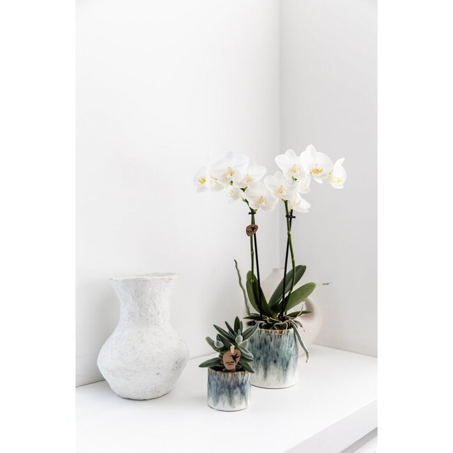 Witte Phalaenopsis Orchidee Amabilis | Sky Pot | Kolibri Orchids