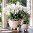 Rode Phalaenopsis Orchidee - Gummy Pot Travertine - Kolibri Orchids