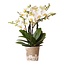 Phalaenopsis Orchidee Lausanne – Witte Bloemen - Kolibri Orchids