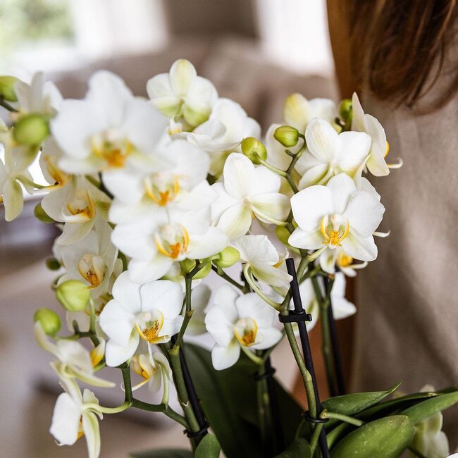 Phalaenopsis Orchidee Lausanne – Witte Bloemen - Kolibri Orchids
