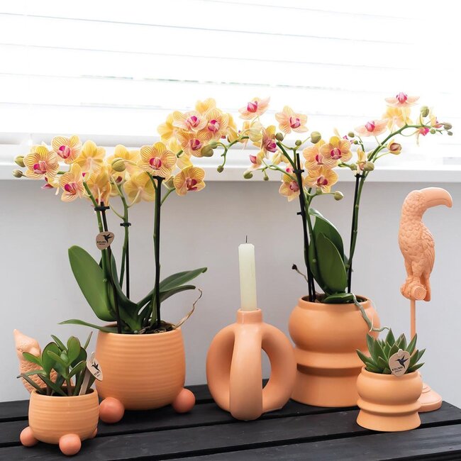 Oranje Phalaenopsis Orchidee - Rolling Peach Pot - Kolibri Orchids
