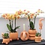 Oranje Phalaenopsis Orchidee - Rolling Peach Pot - Kolibri Orchids