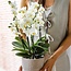 Phalaenopsis Orchidee Lausanne – Witte Bloemen - Kolibri Orchids