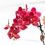 Rode Phalaenopsis Orchidee - Gummy Pot Travertine - Kolibri Orchids