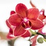 Rode Phalaenopsis Orchidee - Gummy Pot Travertine - Kolibri Orchids