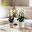 Phalaenopsis Orchidee Lausanne – Witte Bloemen - Kolibri Orchids
