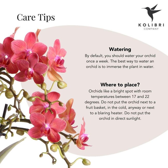 Rode Phalaenopsis Orchidee - Gummy Pot Travertine - Kolibri Orchids