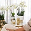 Oranje Phalaenopsis Orchidee Jamaica | Lush Pot Goud-Wit | Kolibri Orchids