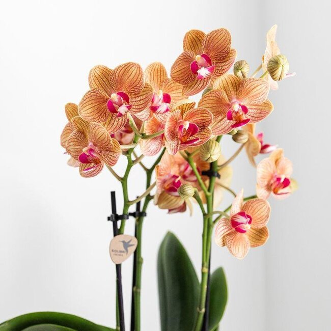 Oranje Phalaenopsis Orchidee Jamaica | Lush Pot Goud-Wit | Kolibri Orchids