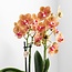 Oranje Phalaenopsis Orchidee Jamaica | Lush Pot Goud-Wit | Kolibri Orchids