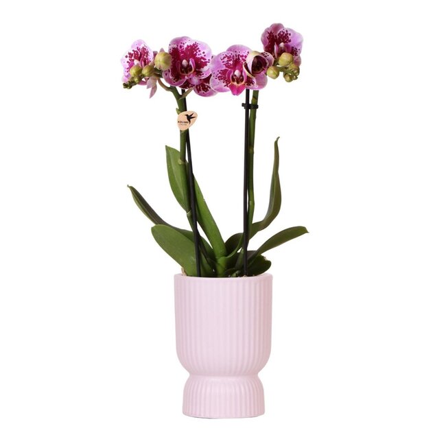 Roze Paarse Phalaenopsis Orchidee El Salvador - Diabolo Pink Pot | Kolibri Orchids