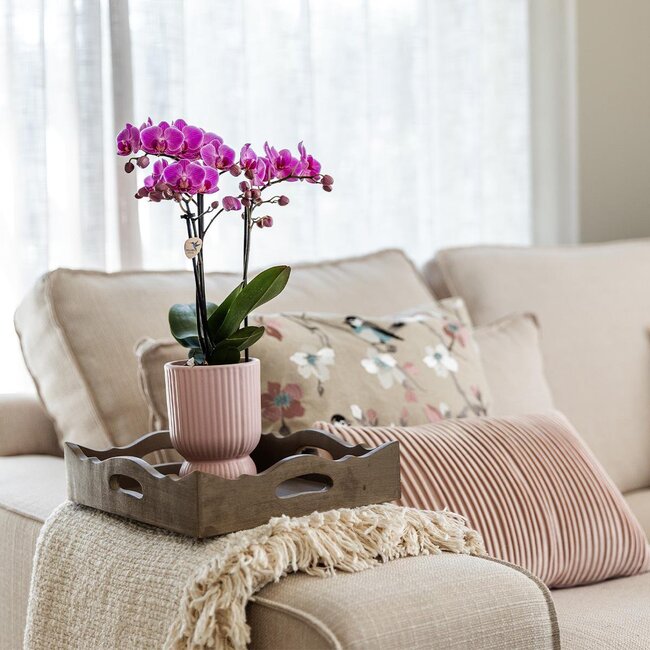 Roze Paarse Phalaenopsis Orchidee El Salvador - Diabolo Pink Pot | Kolibri Orchids