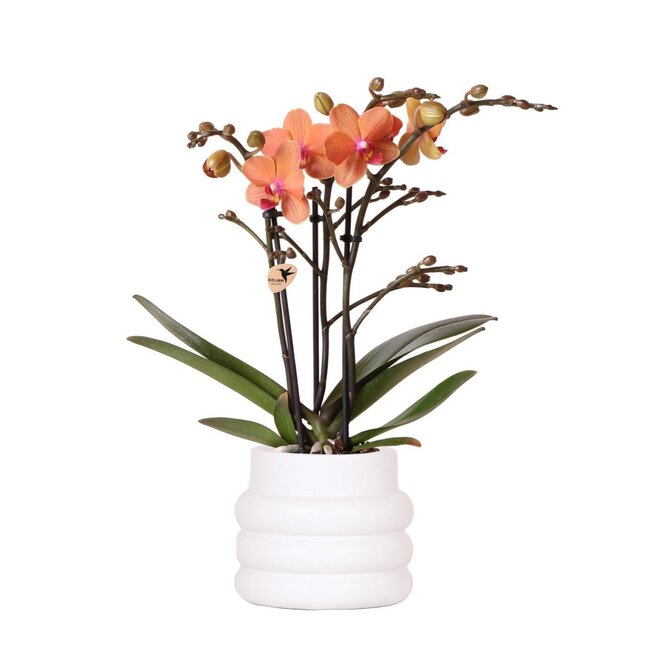 Oranje Phalaenopsis Orchidee - Bubble Pot Wit | Kolibri Orchids