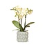 Gele Phalaenopsis Orchidee Mexico - Citrus Sierpot Groen | Kolibri Orchids