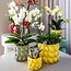Gele Phalaenopsis Orchidee Mexico - Citrus Sierpot Groen | Kolibri Orchids