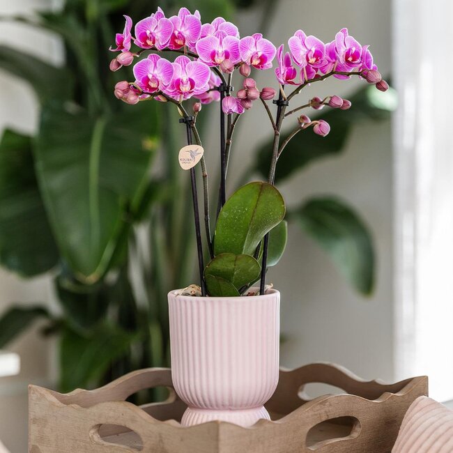 Roze Paarse Phalaenopsis Orchidee El Salvador - Diabolo Pink Pot | Kolibri Orchids