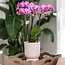 Roze Paarse Phalaenopsis Orchidee El Salvador - Diabolo Pink Pot | Kolibri Orchids