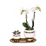 Set van Witte Orchidee & Succulent - Goud/Wit | Kolibri Orchids