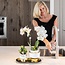 Set van Witte Orchidee & Succulent - Goud/Wit | Kolibri Orchids