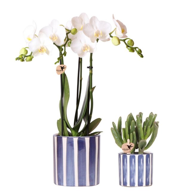 Witte Phalaenopsis Orchidee & Crassula Hobbit – Blauw/Witte Pot | Kolibri Orchids