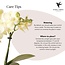Gele Phalaenopsis Orchidee Mexico - Citrus Sierpot Groen | Kolibri Orchids