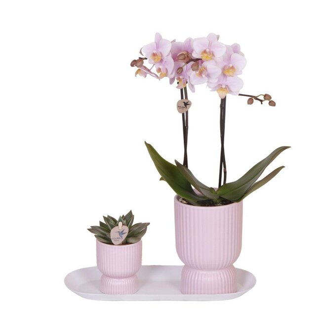 Plantenset Phalaenopsis Orchidee/Vetplant - Pink Sierpotten | Kolibri Orchids