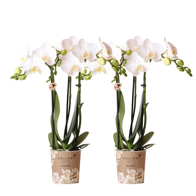 Witte Phalaenopsis Amabilis Orchideeën | Set van 2 | Kolibri Orchids