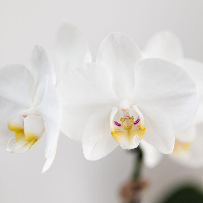 Witte Phalaenopsis Orchidee & Crassula Hobbit – Blauw/Witte Pot | Kolibri Orchids