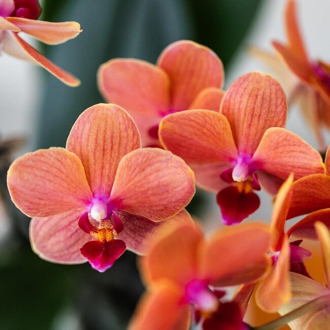 Oranje Phalaenopsis Orchidee - Bubble Pot Wit | Kolibri Orchids