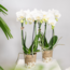 Witte Phalaenopsis Amabilis Orchideeën | Set van 2 | Kolibri Orchids