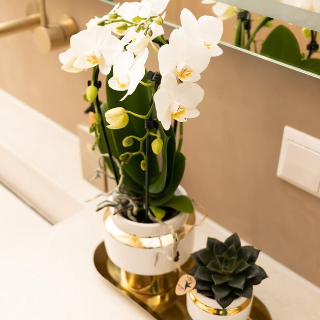 Set van Witte Orchidee & Succulent - Goud/Wit | Kolibri Orchids