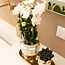 Set van Witte Orchidee & Succulent - Goud/Wit | Kolibri Orchids