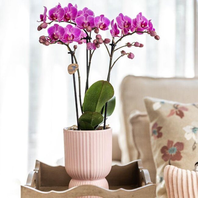 Plantenset Phalaenopsis Orchidee/Vetplant - Pink Sierpotten | Kolibri Orchids