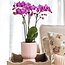 Plantenset Phalaenopsis Orchidee/Vetplant - Pink Sierpotten | Kolibri Orchids