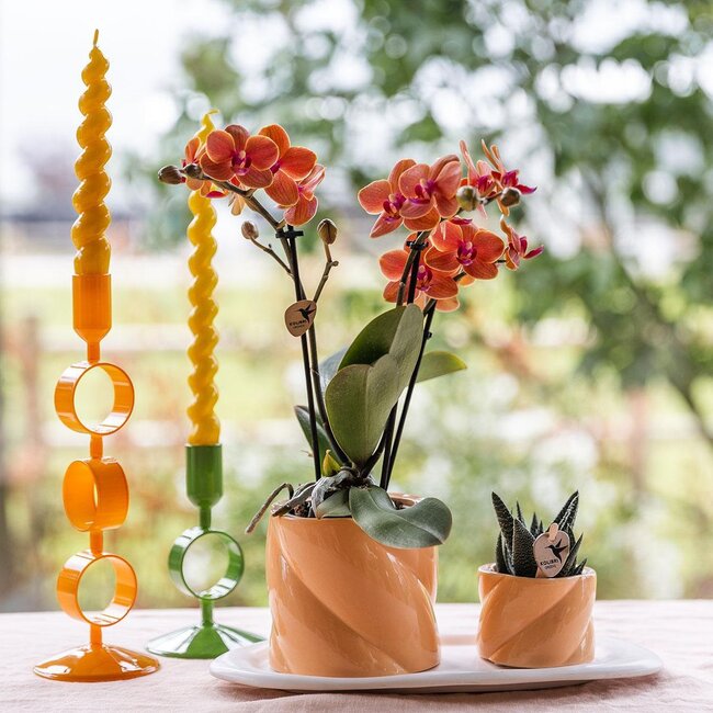 Phalaenopsis Orchidee | Gift Set Candy Peach | Kolibri Orchids
