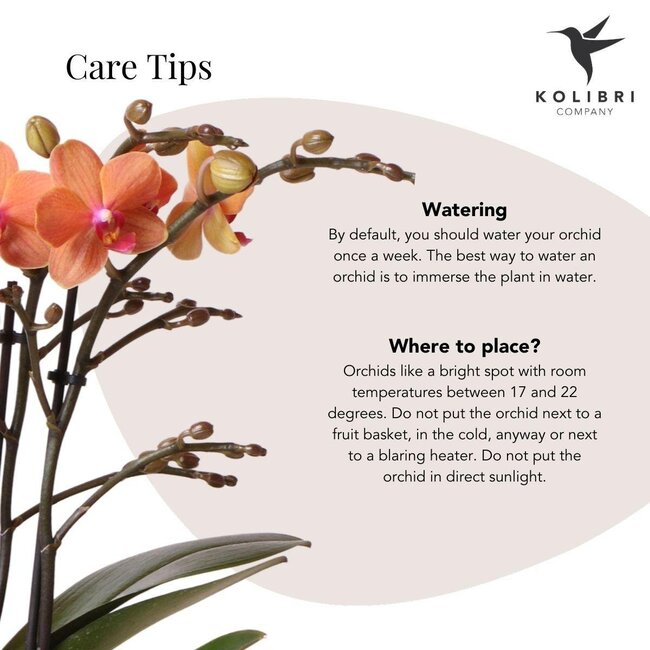 Oranje Phalaenopsis Orchidee - Bubble Pot Wit | Kolibri Orchids