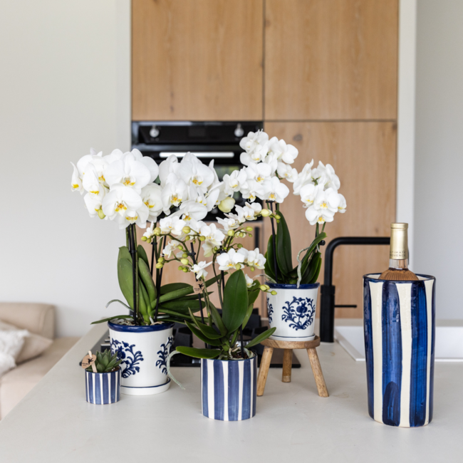 Witte Phalaenopsis Orchidee & Crassula Hobbit – Blauw/Witte Pot | Kolibri Orchids