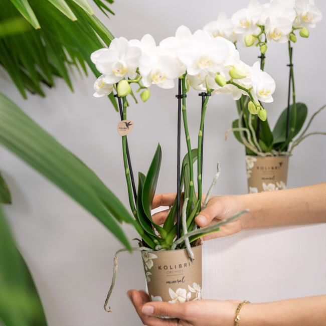 Witte Phalaenopsis Amabilis Orchideeën | Set van 2 | Kolibri Orchids