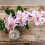 Plantenset Phalaenopsis Orchidee/Vetplant - Pink Sierpotten | Kolibri Orchids