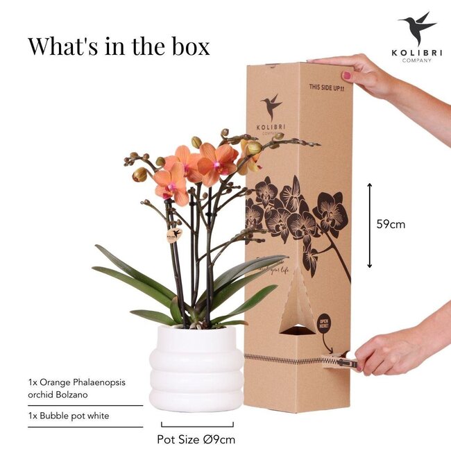 Oranje Phalaenopsis Orchidee - Bubble Pot Wit | Kolibri Orchids