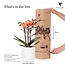 Oranje Phalaenopsis Orchidee - Bubble Pot Wit | Kolibri Orchids