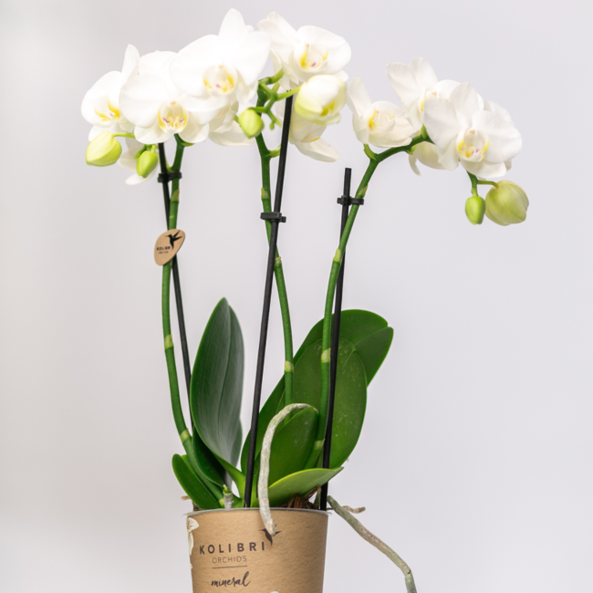 Witte Phalaenopsis Amabilis Orchideeën | Set van 2 | Kolibri Orchids