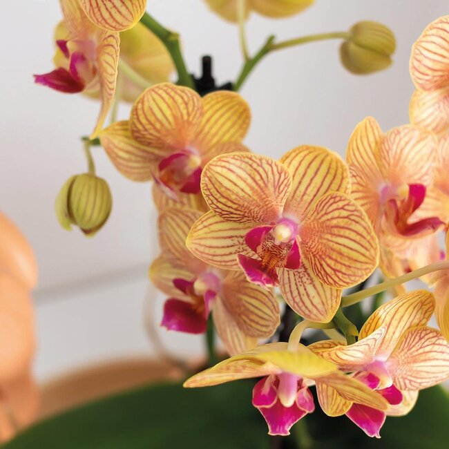 Phalaenopsis Orchidee | Gift Set Candy Peach | Kolibri Orchids