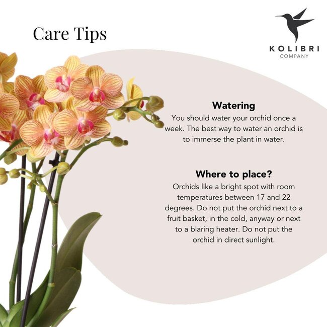 Phalaenopsis Orchidee | Gift Set Candy Peach | Kolibri Orchids