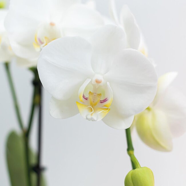 Witte Phalaenopsis Amabilis Orchideeën | Set van 2 | Kolibri Orchids