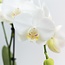 Witte Phalaenopsis Amabilis Orchideeën | Set van 2 | Kolibri Orchids