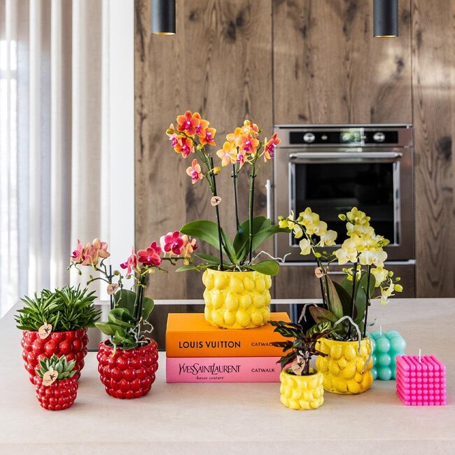 Gele Phalaenopsis Orchidee Mexico - Sierpot Citrus Geel | Kolibri Orchids