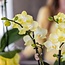 Gele Phalaenopsis Orchidee Mexico - Sierpot Citrus Geel | Kolibri Orchids