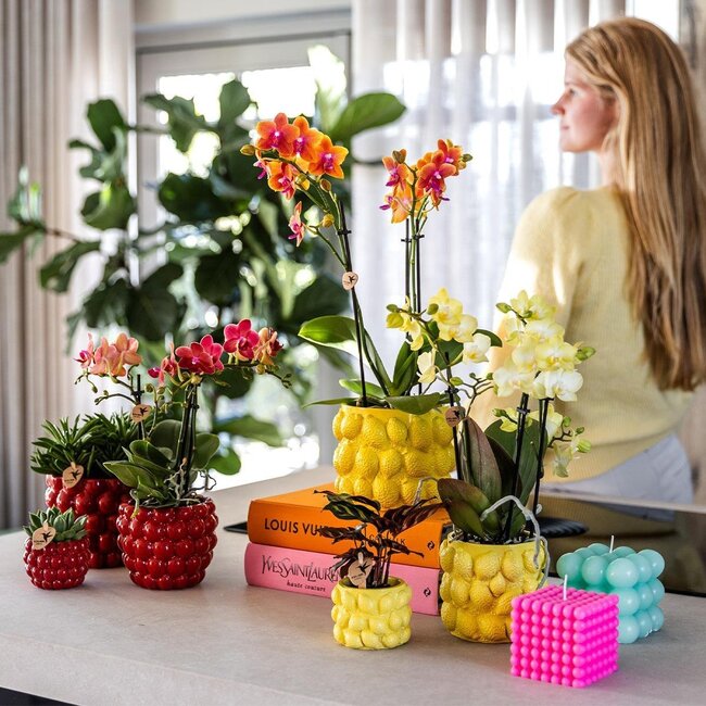 Gele Phalaenopsis Orchidee Mexico - Sierpot Citrus Geel | Kolibri Orchids